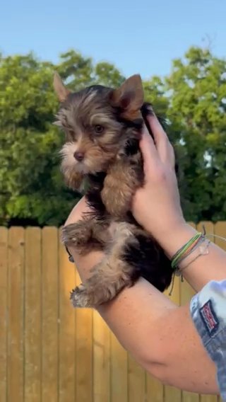 Paintball Chocolate And Tan Parti Yorkie Boy RESERVED in Shreveport, Louisiana