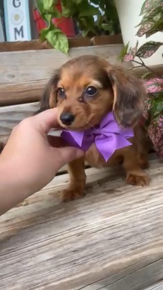 Reba- AKC Miniature Dachshund in Macomb, Illinois