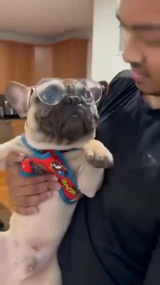 Bruce/French Bulldog in Jacksonville, Florida