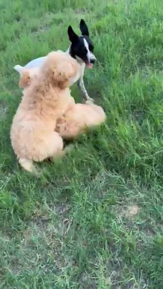 Dusty F1b Micro Mini/petite Goldendoodle in Corinth, Mississippi