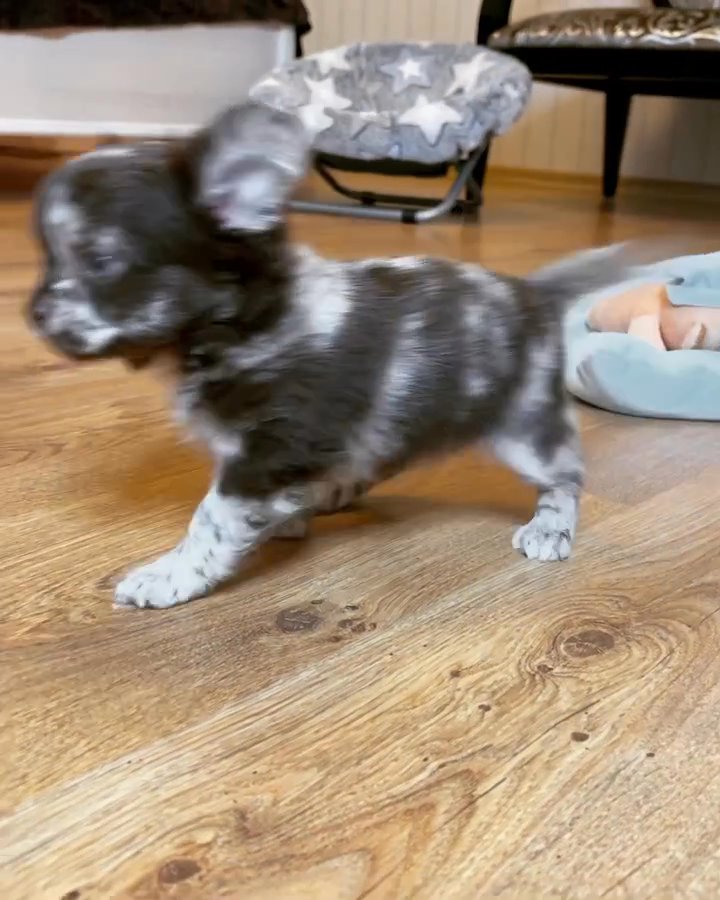 Adorable Chihuahua puppy available in Philadelphia, Pennsylvania