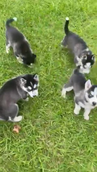 Siberian Husky Puppies in Wilmington, North Carolina