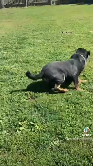 TKs Yolanda- AKC Rottweiler Female in Macomb, Illinois