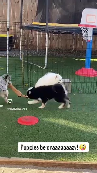 Male Pomsky Puppy in Roseburg, Oregon