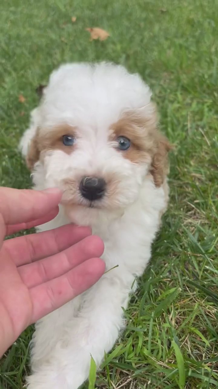 Penny Akc mini poodle in South Bend, Indiana