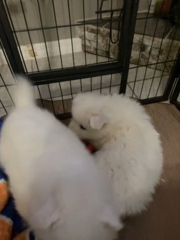 Akc Samoyeds in Land O' Lakes, Florida