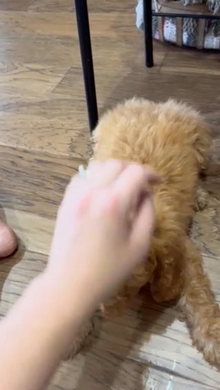 Billie F1b Micro Mini/petite Goldendoodle in Corinth, Mississippi