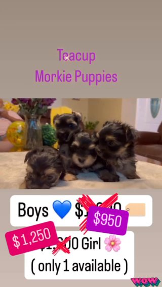 Teacup Morkie ( 3 Boys / 1 Girl ) in Tampa, Florida