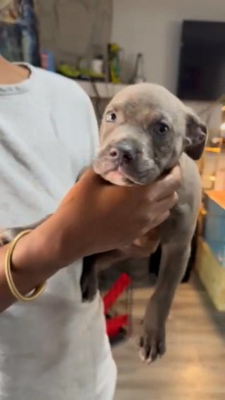 Maximus (American bully) in Stonecrest, Georgia