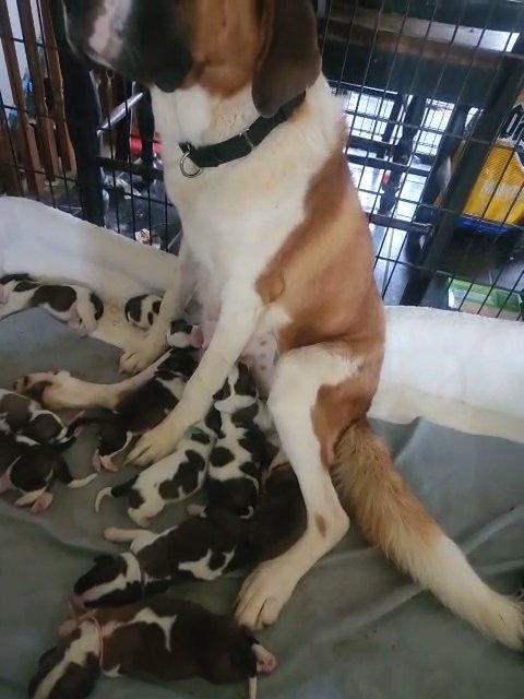 AKC registered Saint Bernard puppies in Louisville, Kentucky