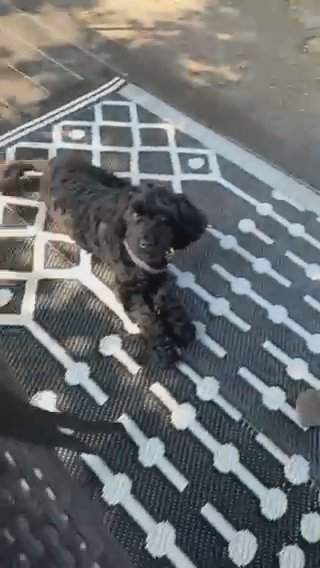 Coton-poo Mix | Littermates in Rochester, New York