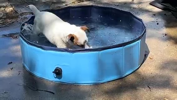Green Hill’s Nala in Paducah, Kentucky