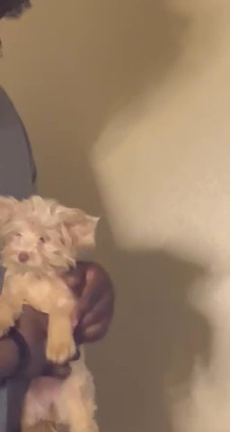 Golden Teacup Yorkie in Orlando, Florida