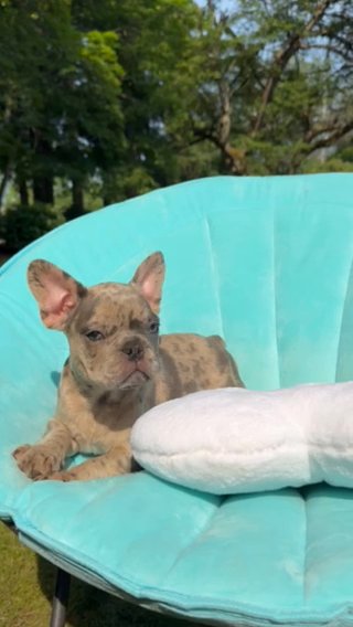 AKC Oscar Adorable Merle Frenchie Boy in Renton, Washington