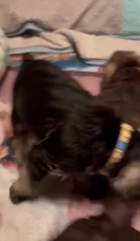 New Price Ack Miniature Schnauzers in Chicago, Illinois