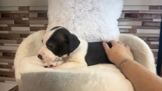 Rescue Babies Need Love Too ❤️ in Savannah, Georgia