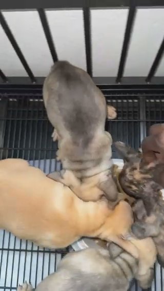French Bulldogs 7 Weeks in Lakeland, Florida