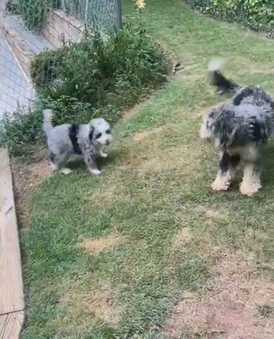 Tally - Mini -potty trained in Lilburn, Georgia