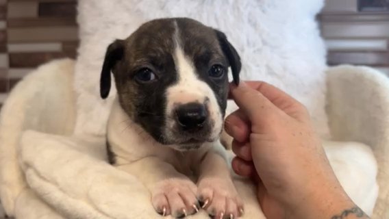 Rescue Babies Need Love Too ❤️ in Savannah, Georgia
