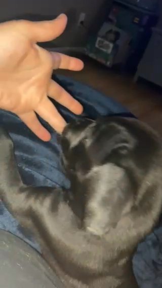 AKC Cane Corso Female in Chattanooga, Tennessee