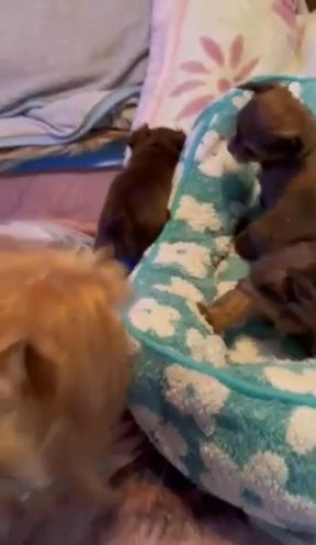 NEW PRICE Yorkshire Puppies in Chicago, Illinois