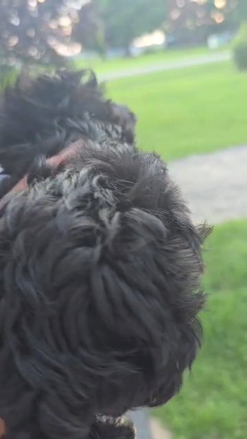 Beautiful KB Black Yorkies in Columbia, South Carolina