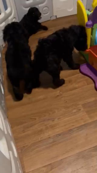 AKC Black w/White Markings Standard Poodle Pups in Albemarle, North Carolina