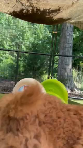 AKC Red & White Standard Poodle Puppies in Albemarle, North Carolina