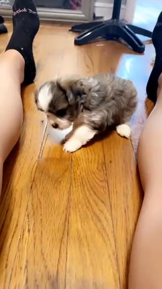 Havanese / Miki SOLD in Evergreen Park, Illinois