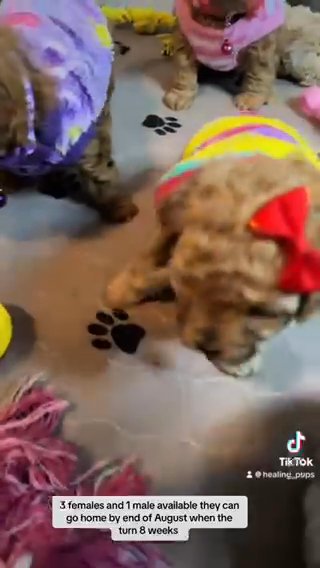 Puppies in New Britain, Connecticut