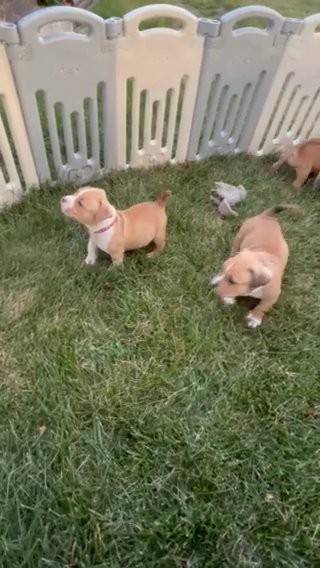American Bully Female in Akron, Ohio