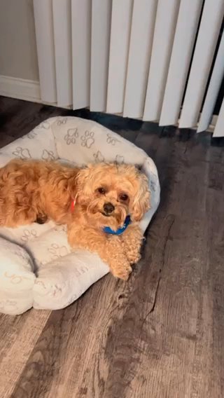Maltipoo in Boynton Beach, Florida