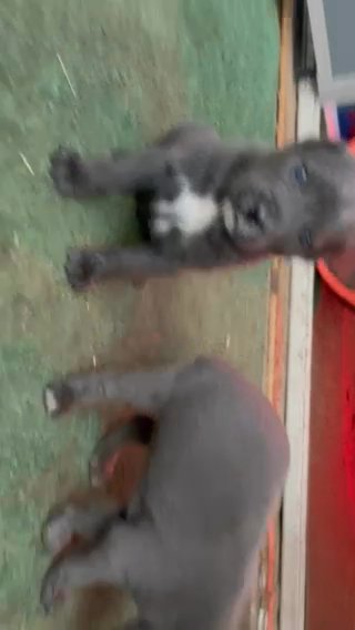 Champion Cane Corso Litter in Compton, California