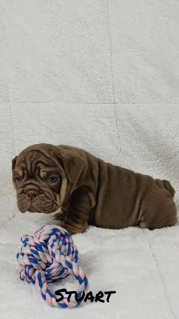 English Bulldog Stuart in Glendale, Arizona