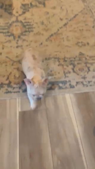 Daphne in Modesto, California