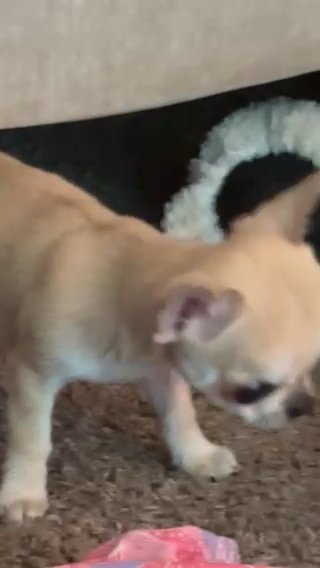Teacup Chihuahua Boy Puppy (AKC) in Charlotte, North Carolina