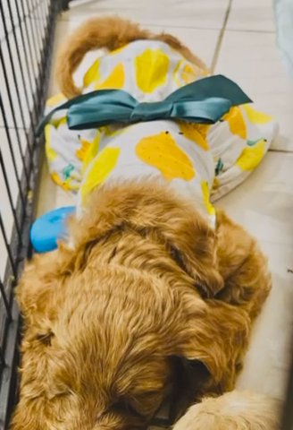 F2b Labradoodles in McAllen, Texas