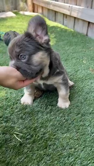 FRENCH BULLDOG BIG ROPE FLUFFY in Orlando, Florida