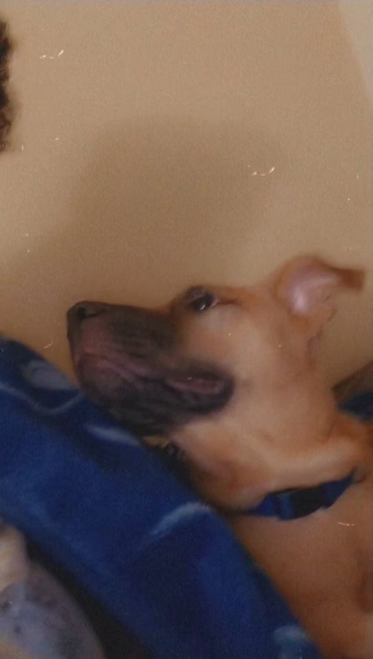 this is my dog his name is scrappy and willing to give you away to someone who love's dogs as much as I do in Chicago, Illinois