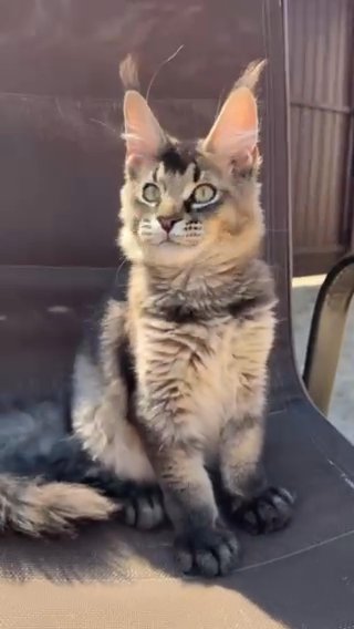 Pure Breed Female European Main Coon in Central, Louisiana