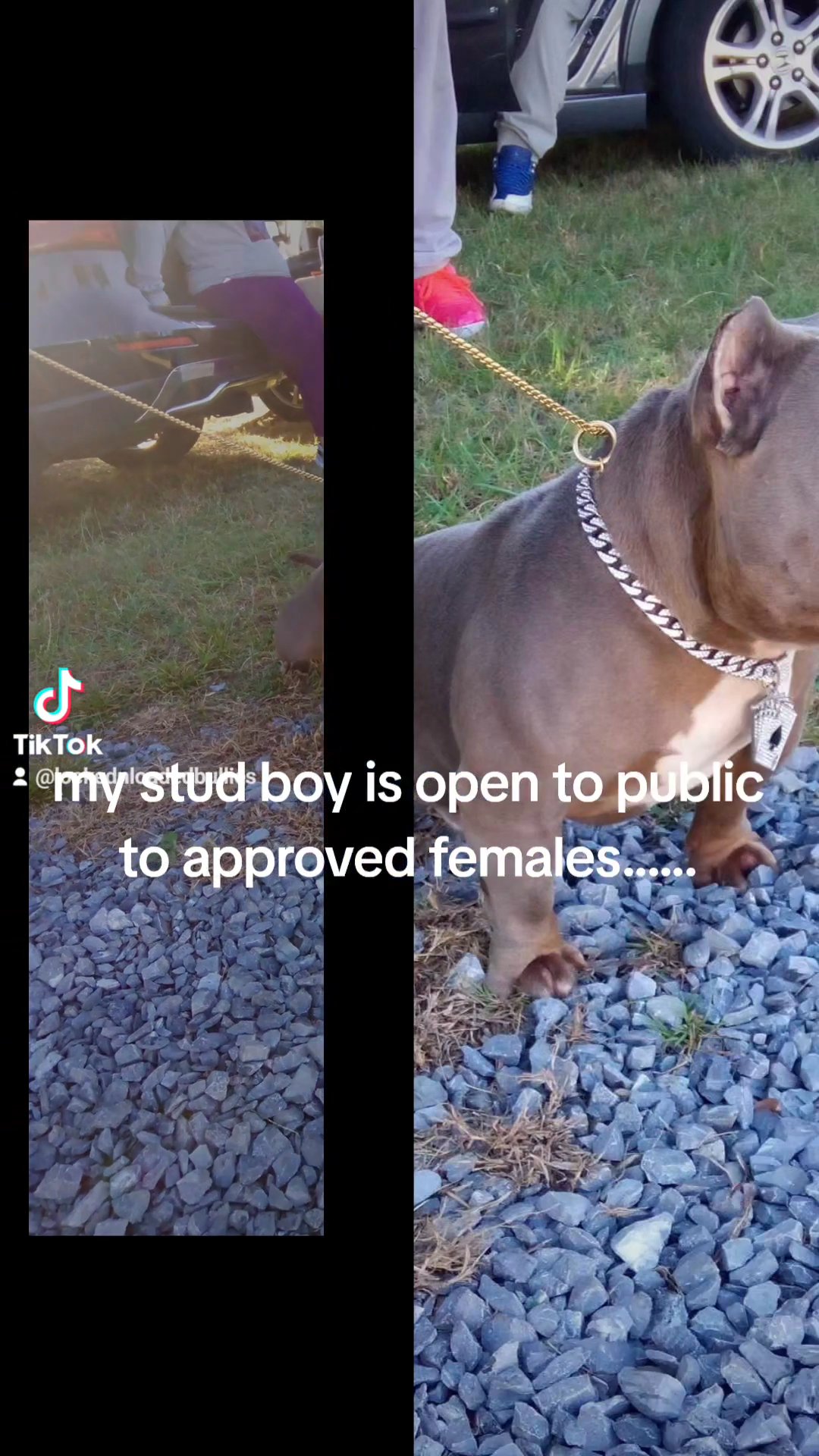 exotic male 3 yrs old looking for new home in Calera, Alabama