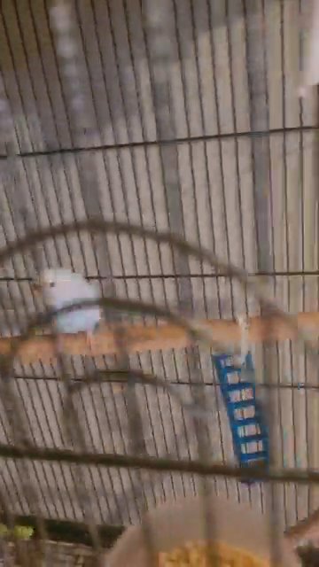 4 Beautiful Parakeets in Gahanna, Ohio