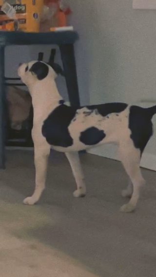 Snoopi in Chicago, Illinois