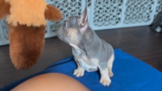 Adorable French Bulldog in Dallas, Texas