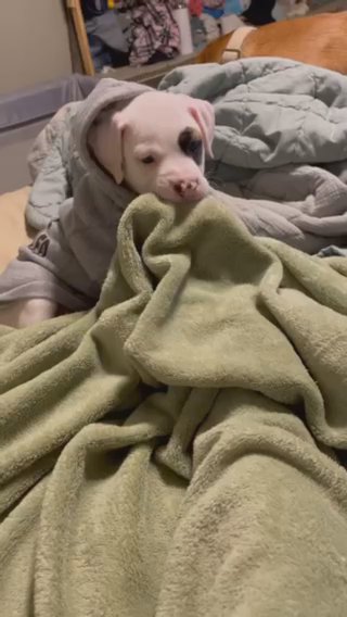 Puppies For Rehoming in Lancaster, Ohio