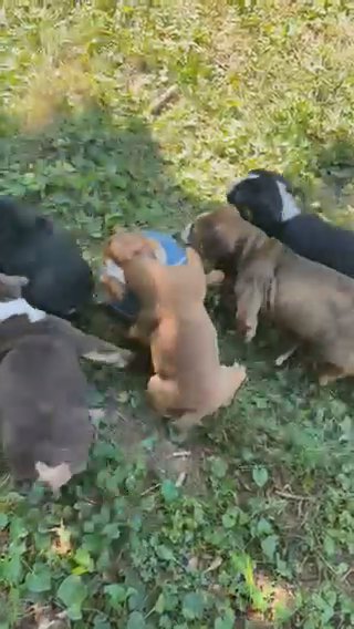 English Bulldog Puppy Sable Male in Coshocton, Ohio