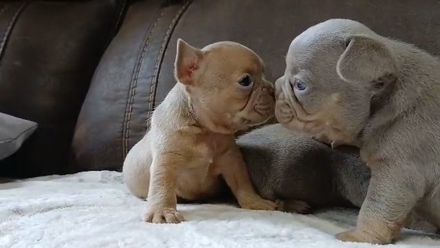French bulldog puppies in Lehigh Acres, Florida
