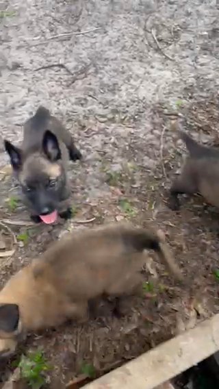 Belgian Malinois Puppies in Apopka, Florida
