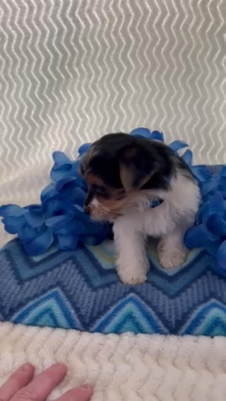 Mr Blue, AKC Parti Yorkie in Lexington, North Carolina