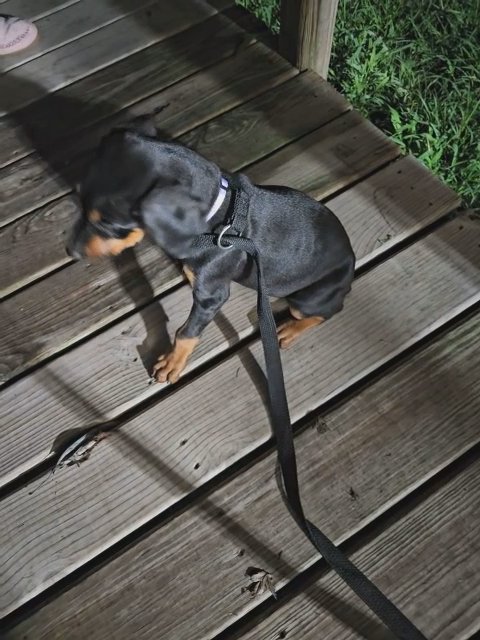 (AKC) DOBERMAN PUPPIES in Joplin, Missouri